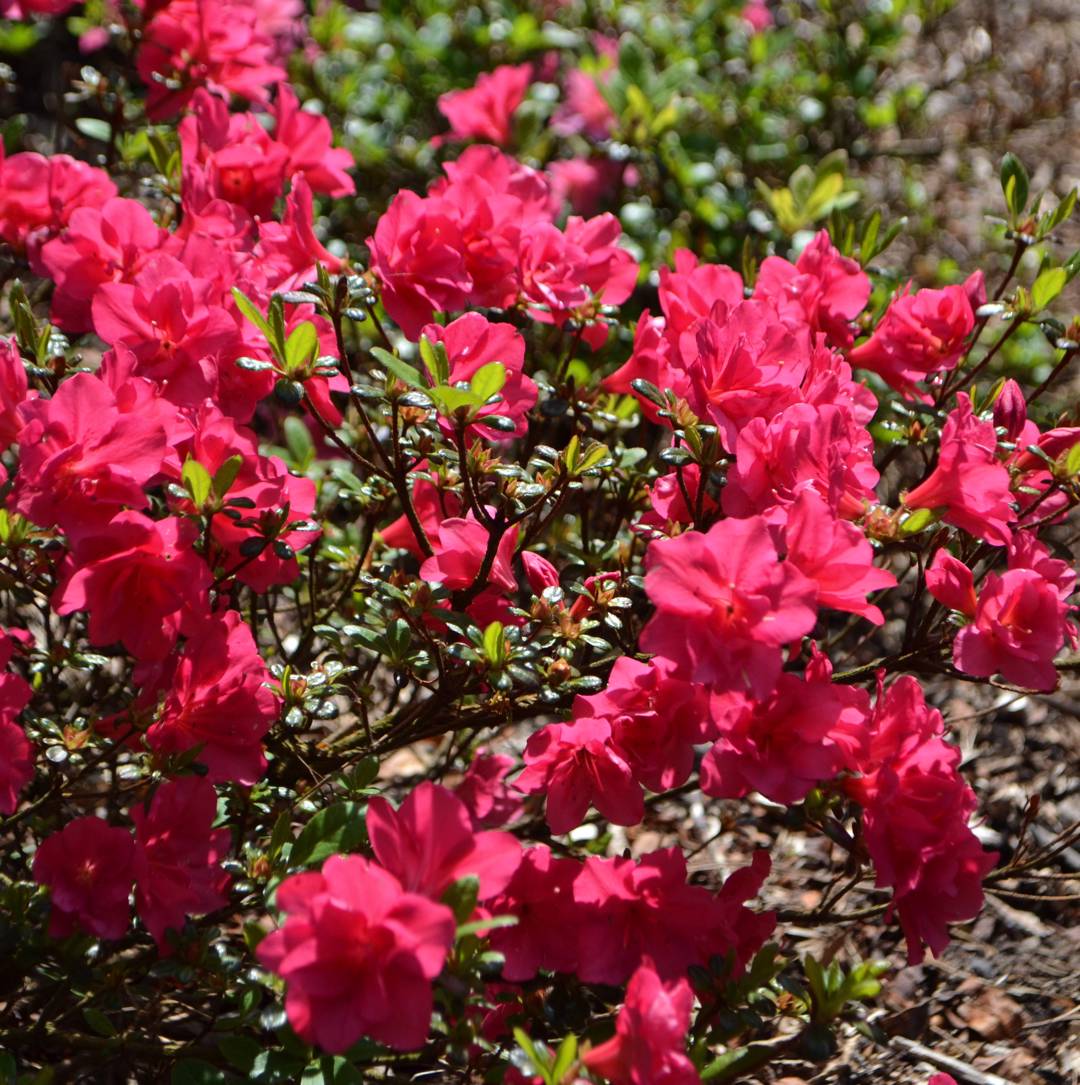 Oh!Garden - Azalea Gislinde