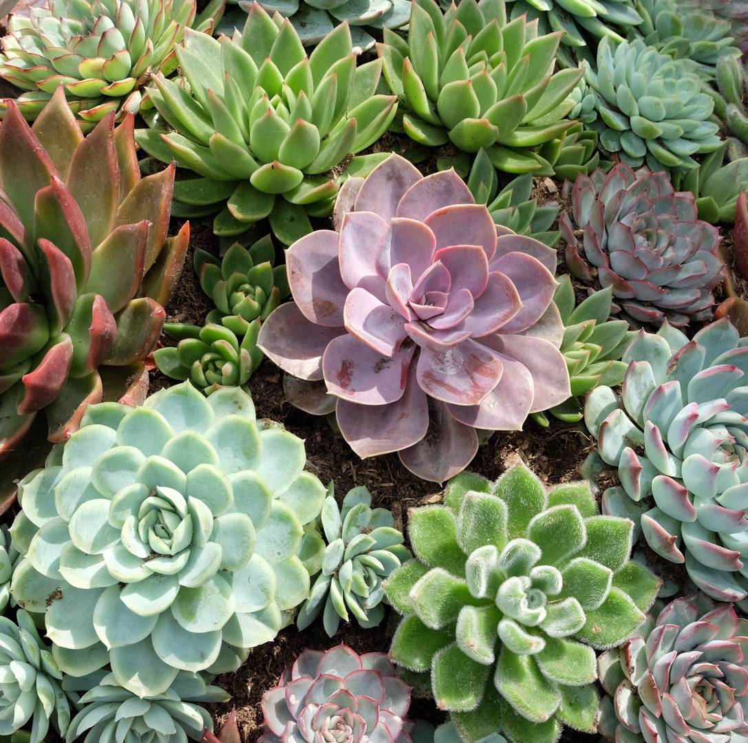 Echeveria 