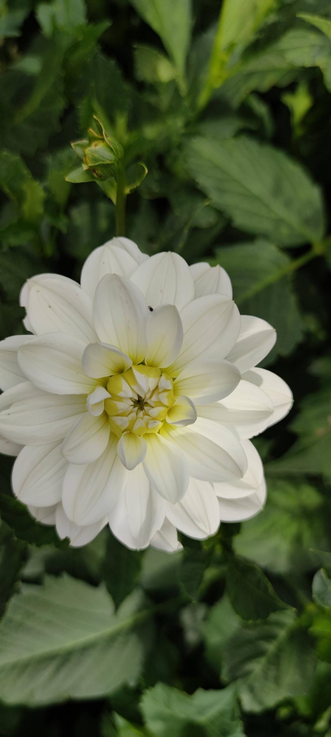 Dahlia Snowstorm