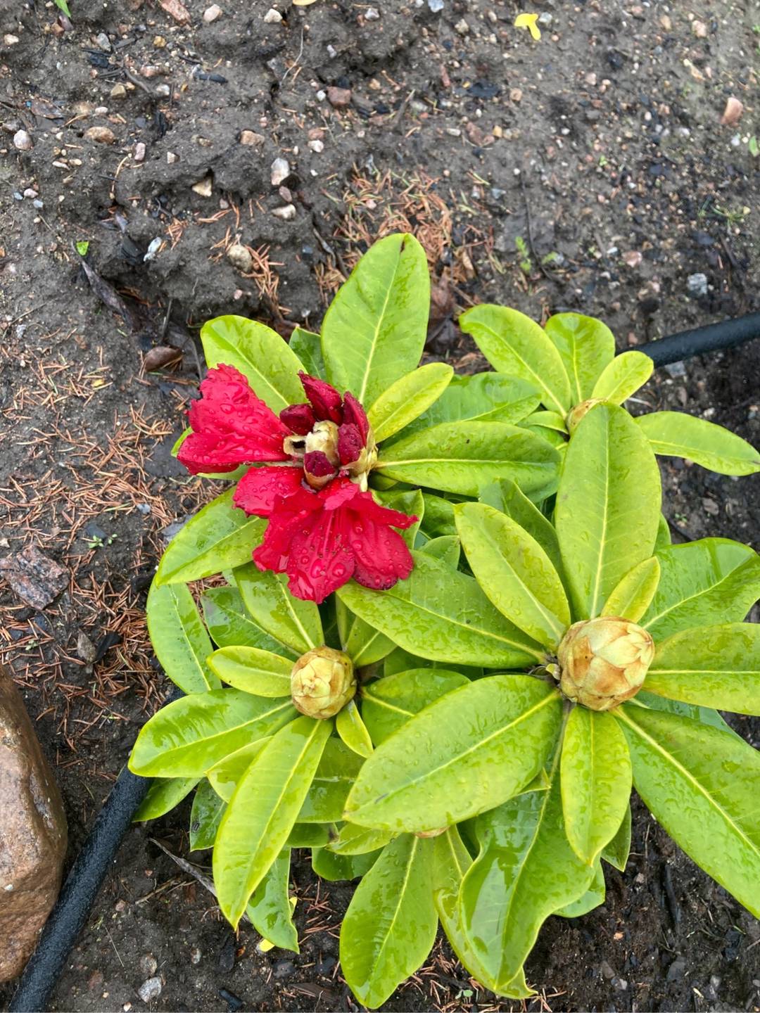 Rhododendron Red Jack