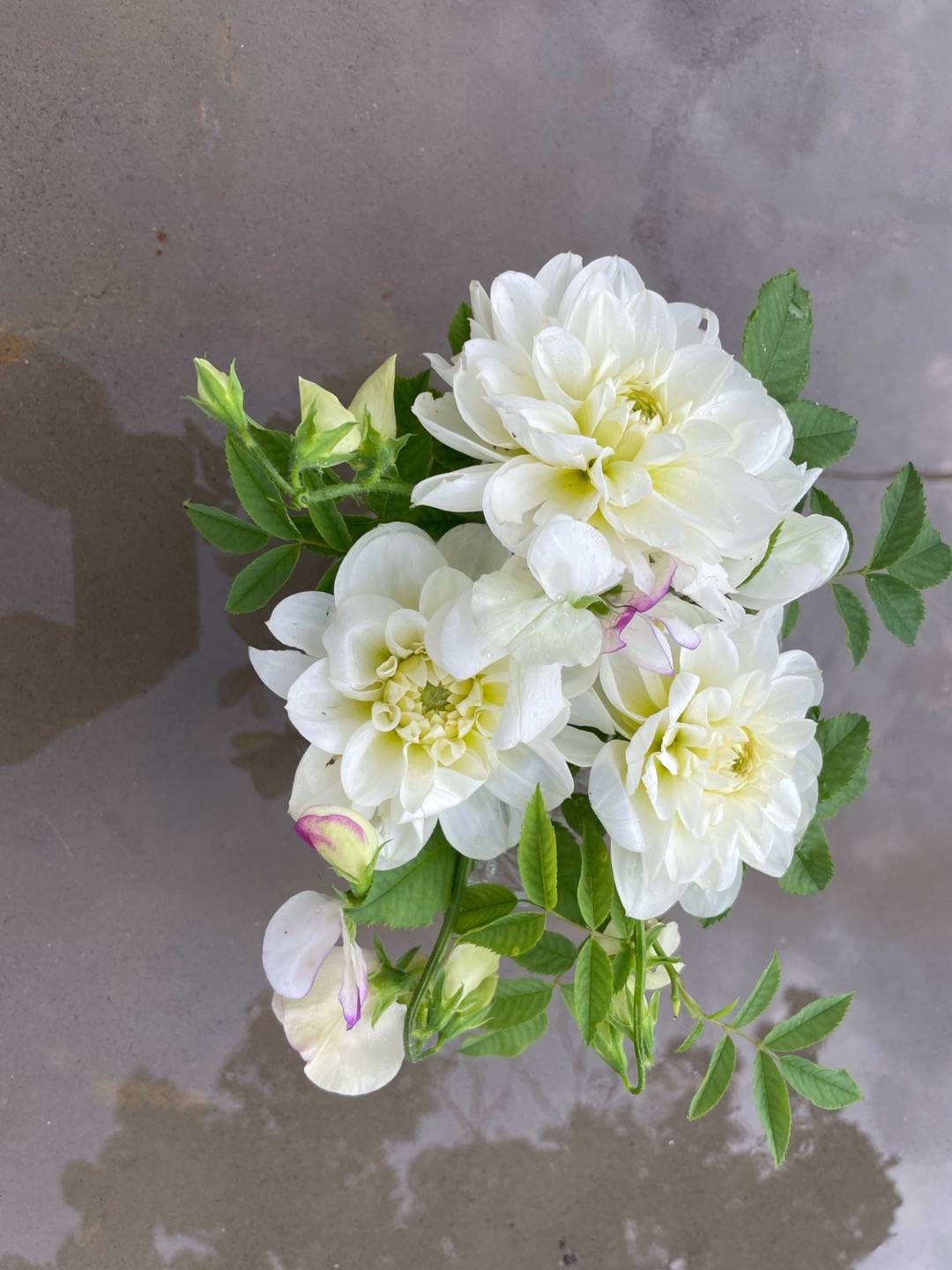 Dahlia Cantarino