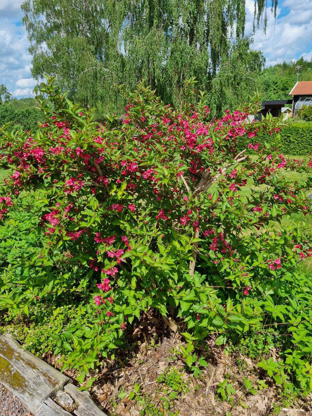 Oh!Garden - Trädgårdsprakttry