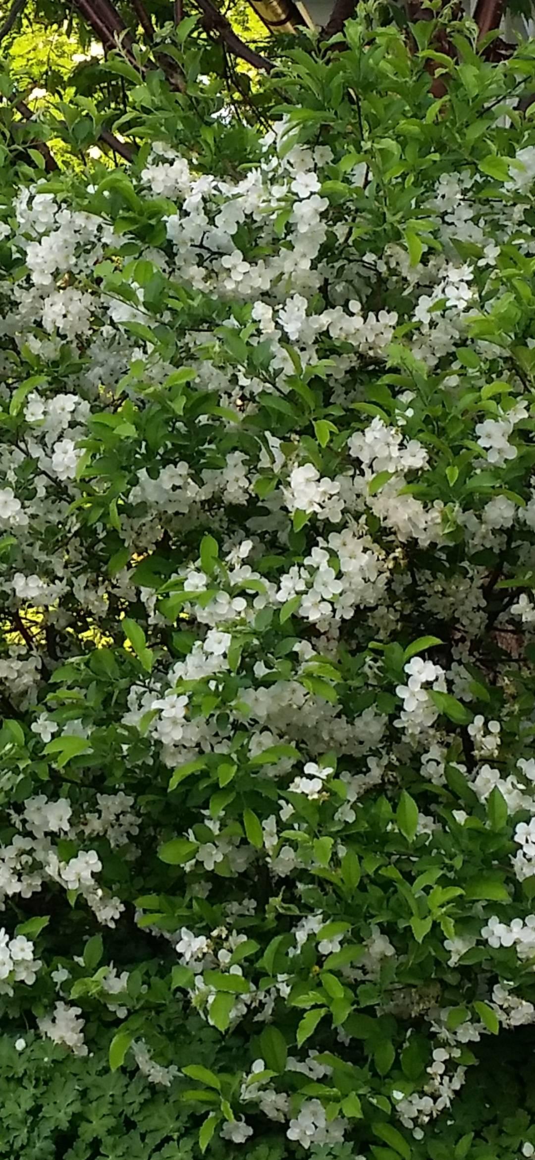 Bukettapel Eskilstuna