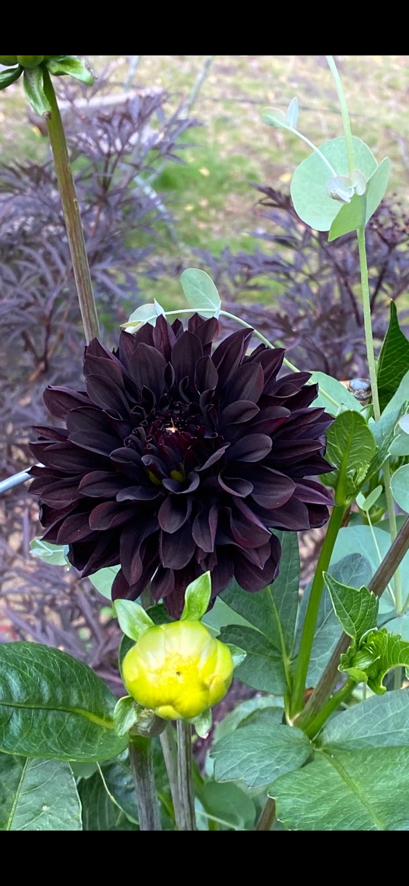 Dahlia Czarny Charakter