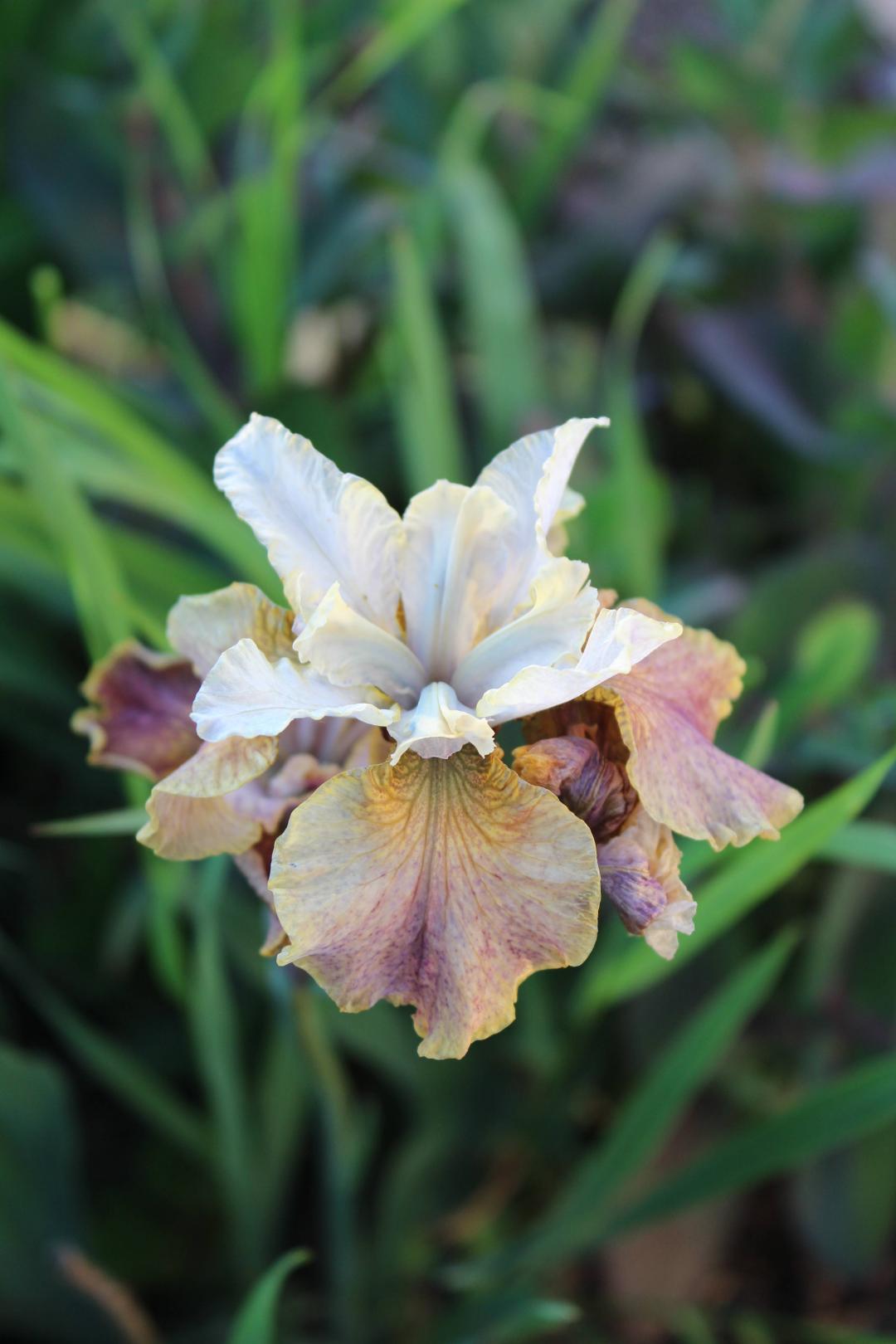 Oh!Garden - Strandiris Jerry Murphy