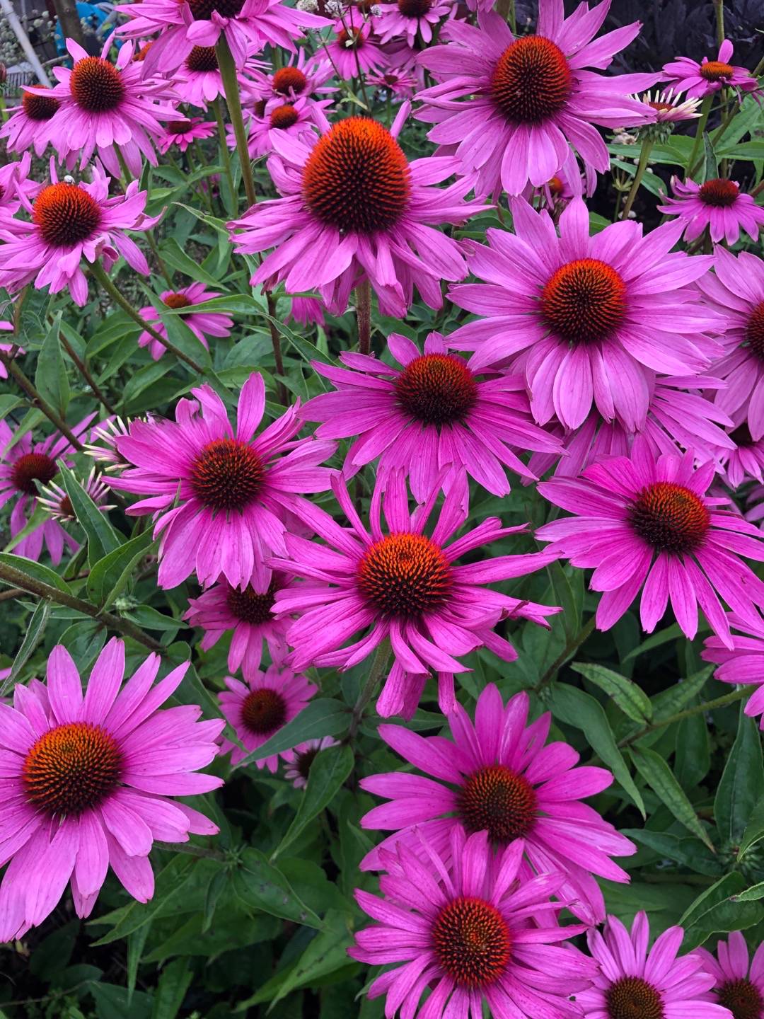 Rensättra trädgård