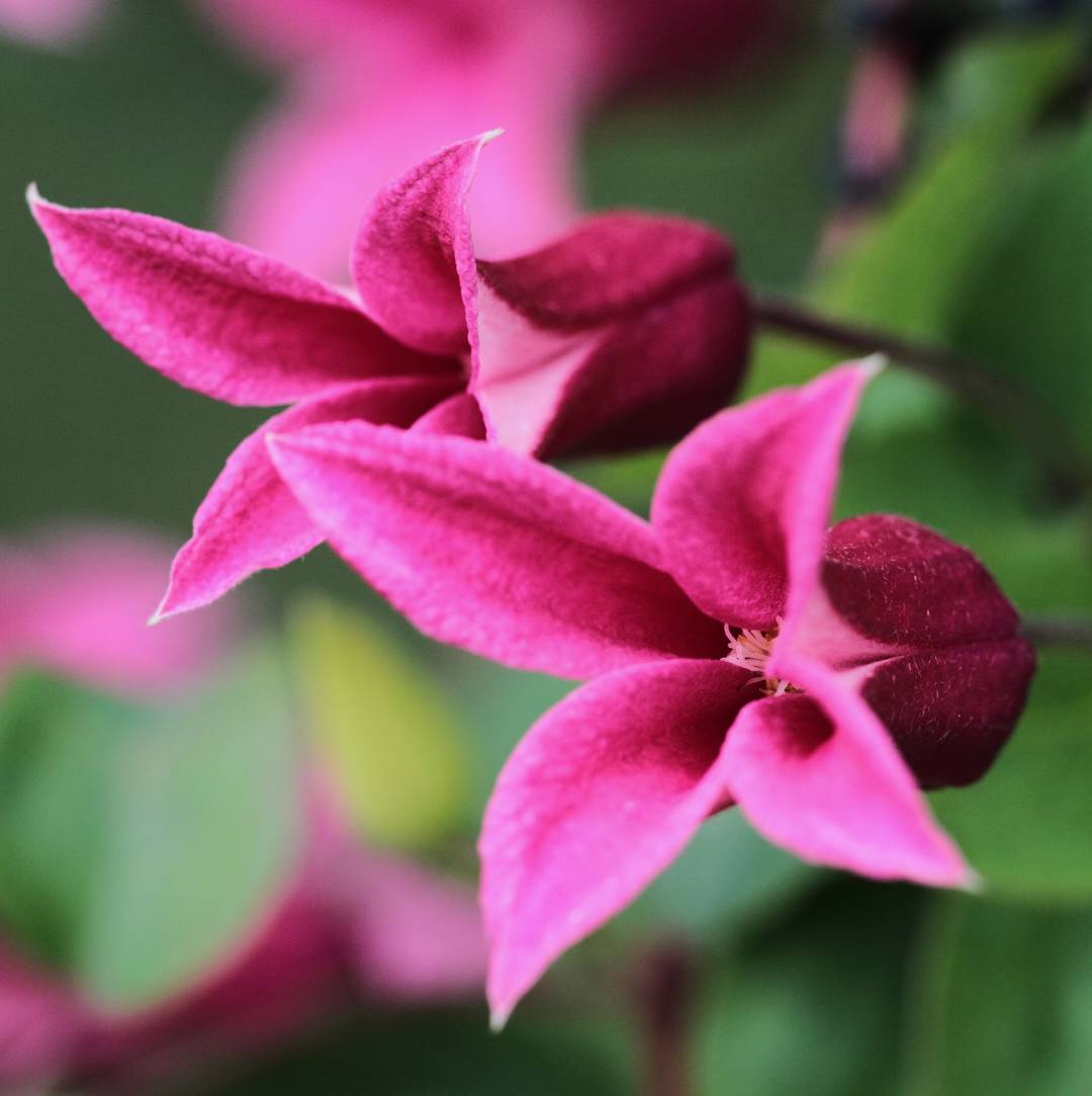 Klematis Princess Diana