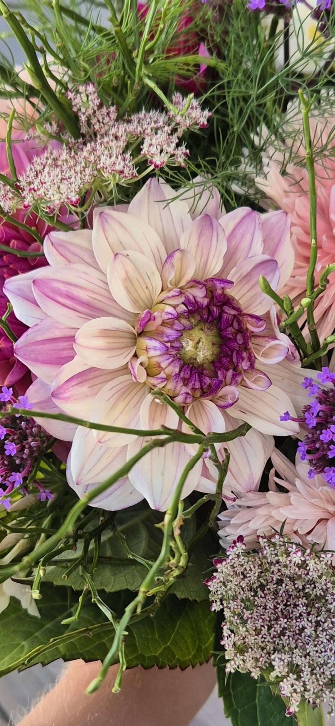 Dahlia Flashback