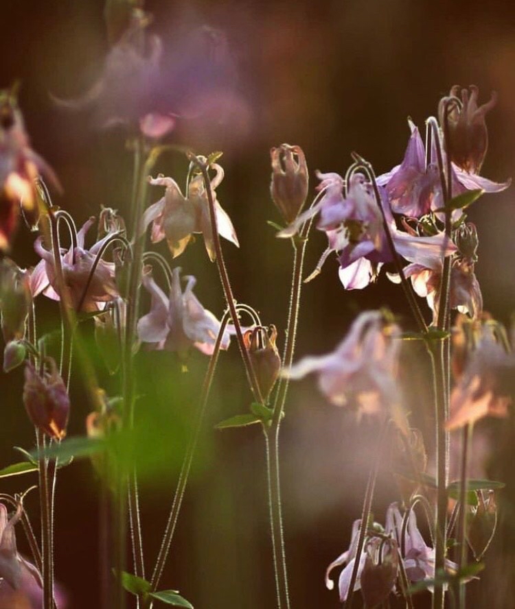 Där knoppar brister