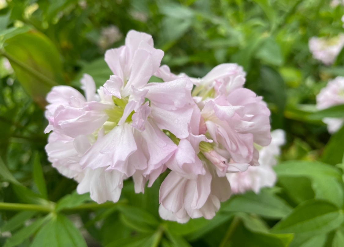 Sekelskiftesträdgård