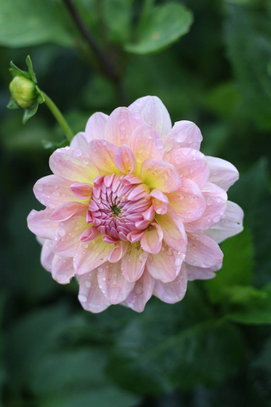 Dahlia Maya