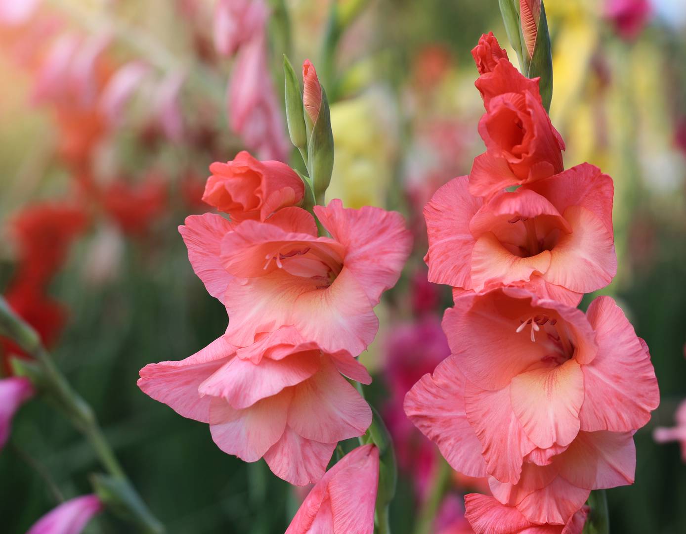 Gladiol 