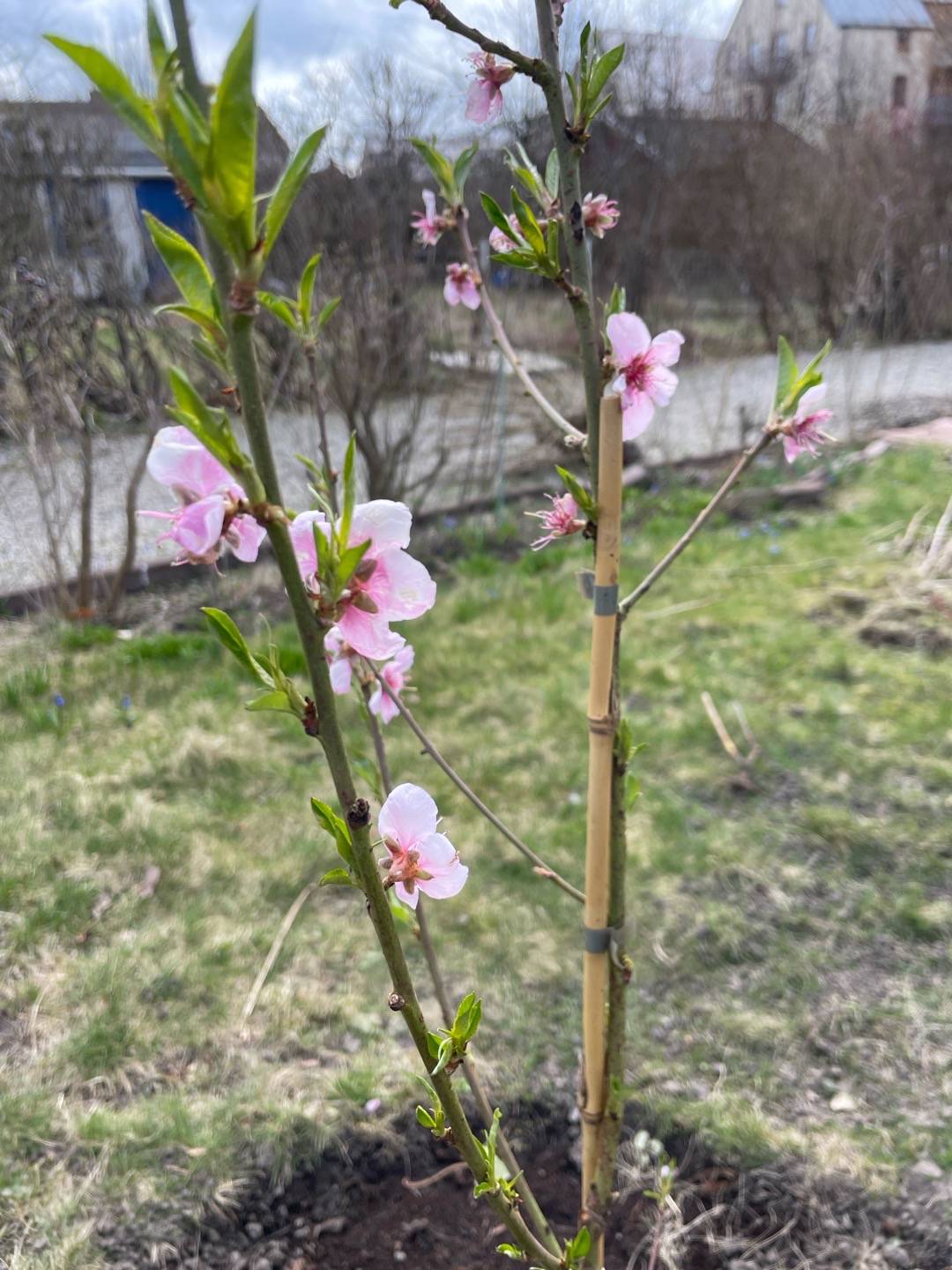 Oh!Garden - Persika Amsden