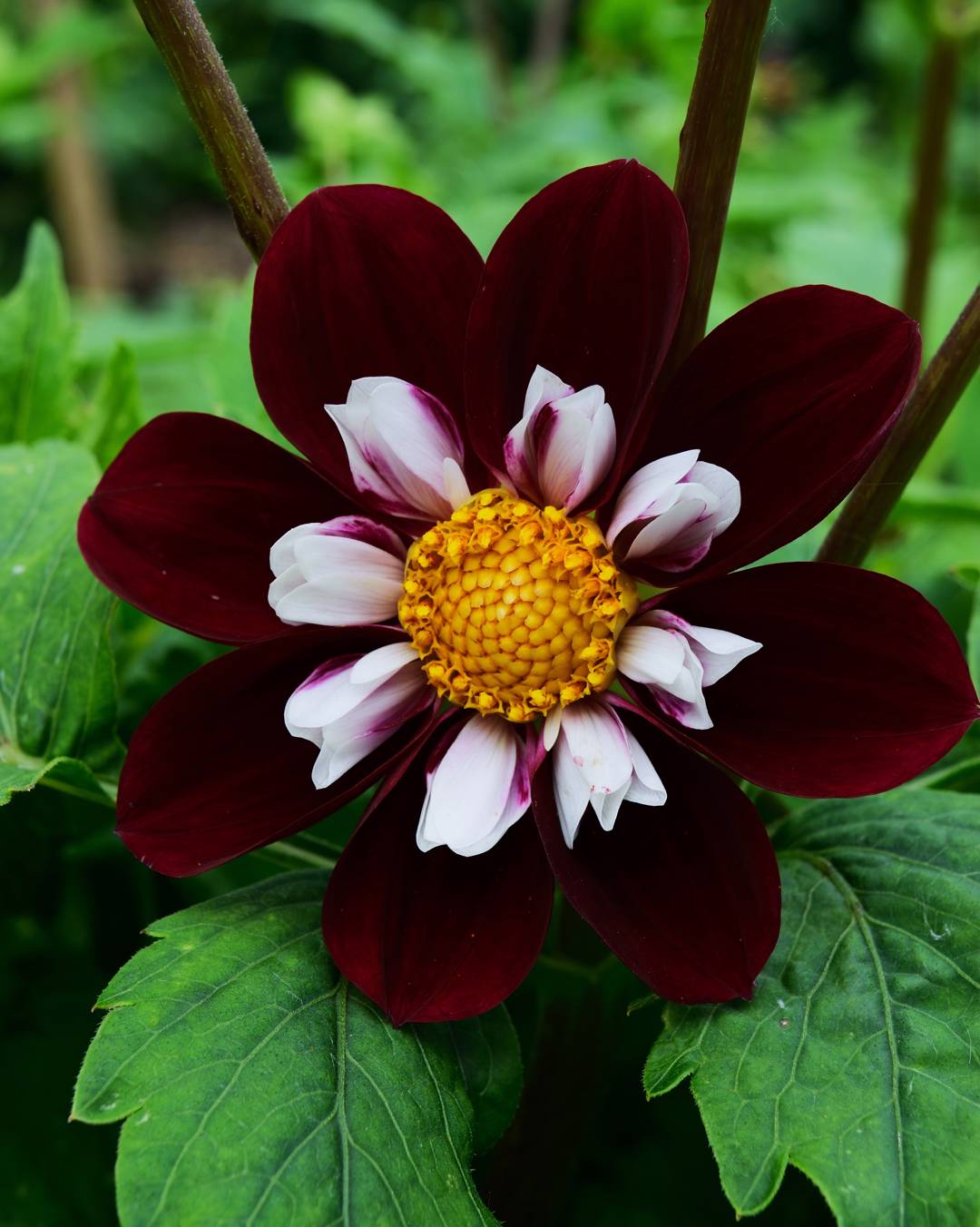 Dahlia Mary Evelyn