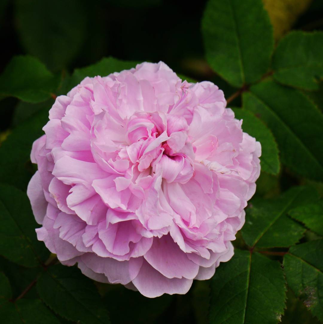 Ros Jacques Cartier