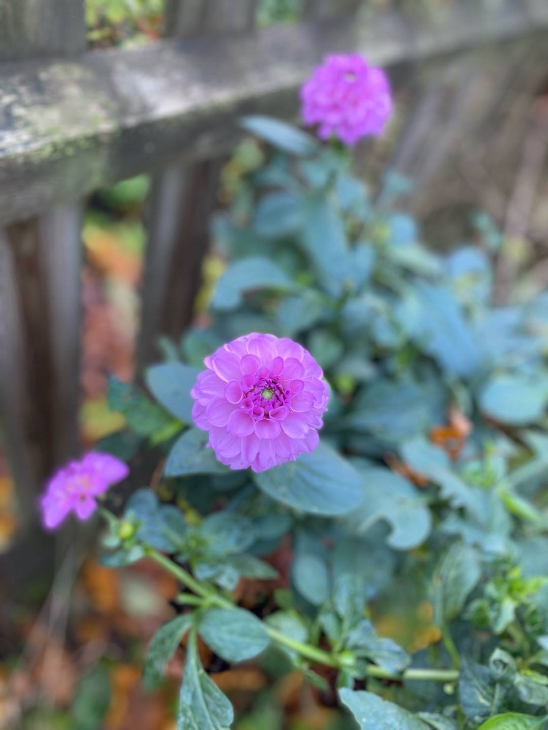 Petra på Blomstervägen