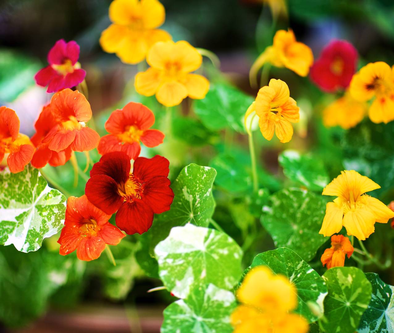 Blomsterkrasse Alaska