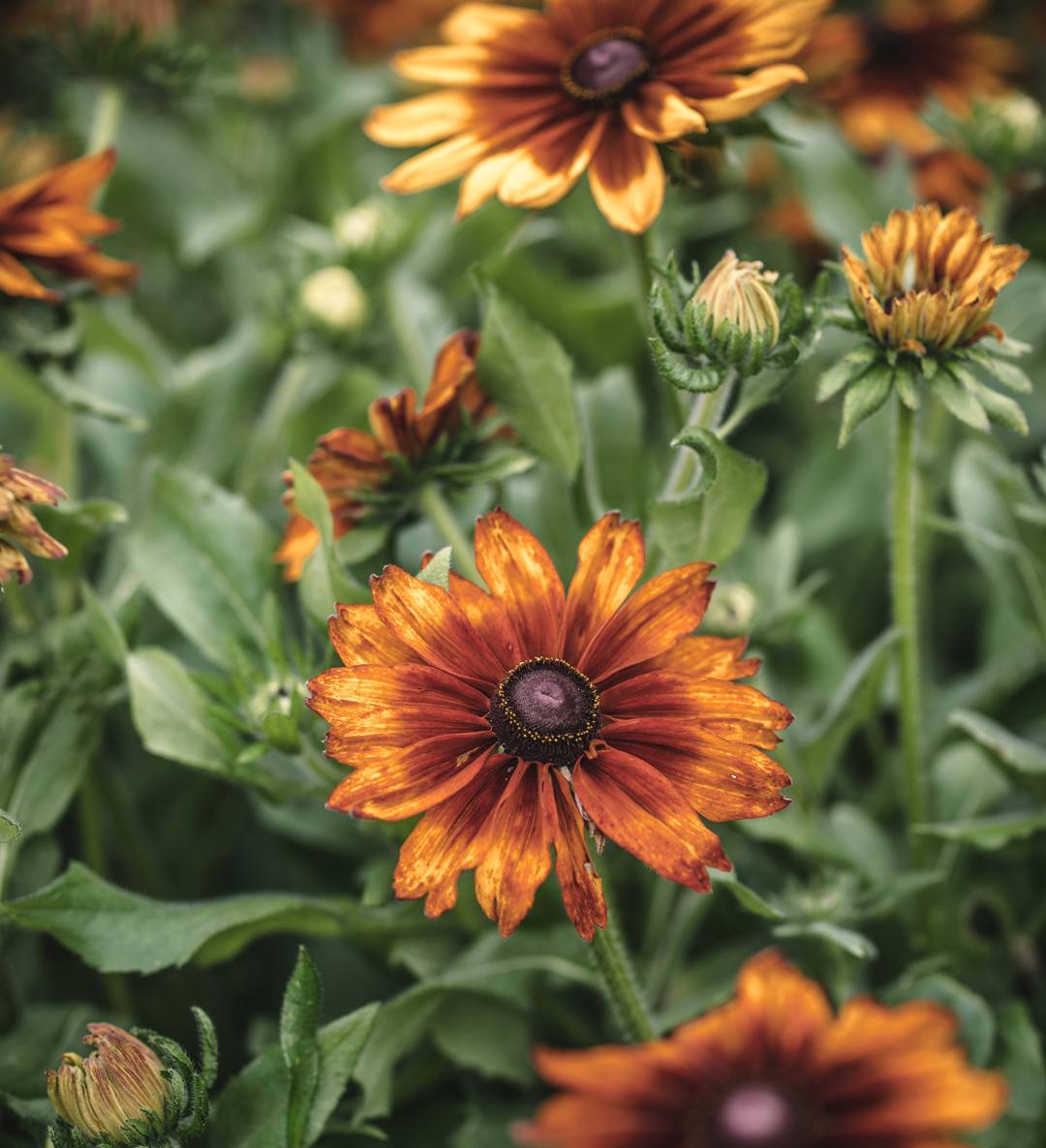 Sommarrudbeckia 