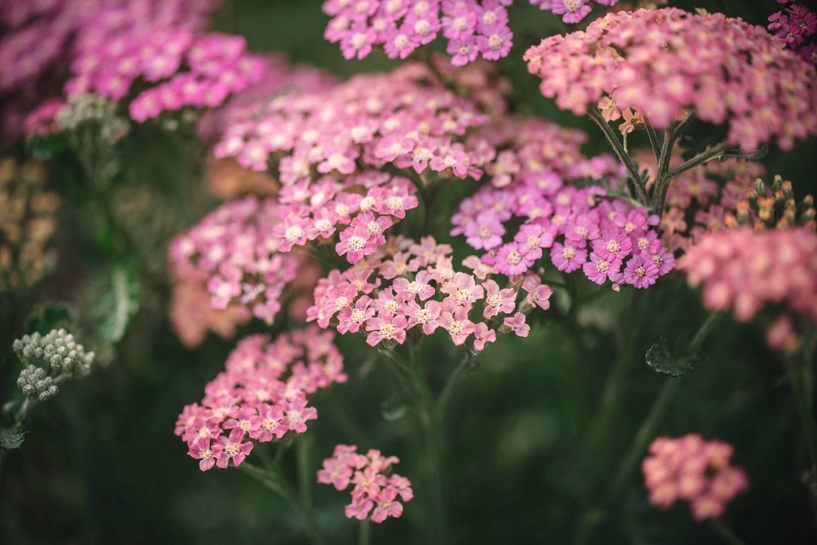 Röllika Summer Pastels