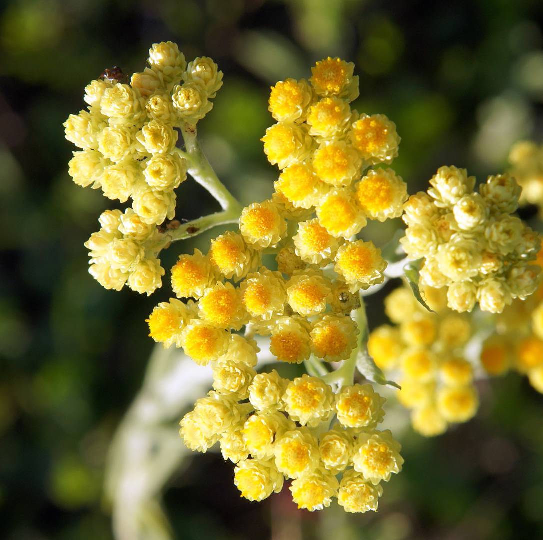 Hedblomster 