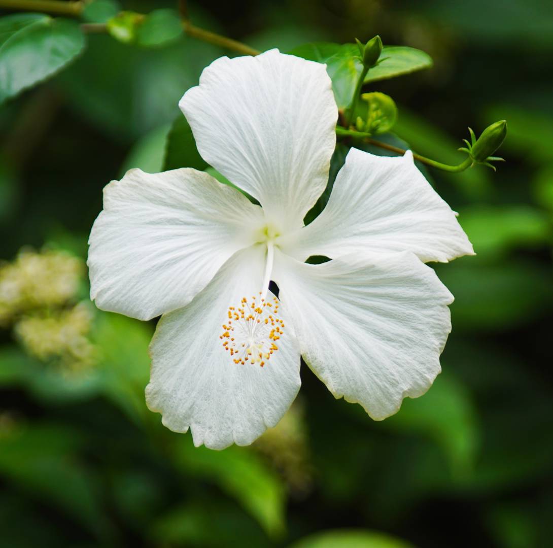 Hibiscus coccineus Alba