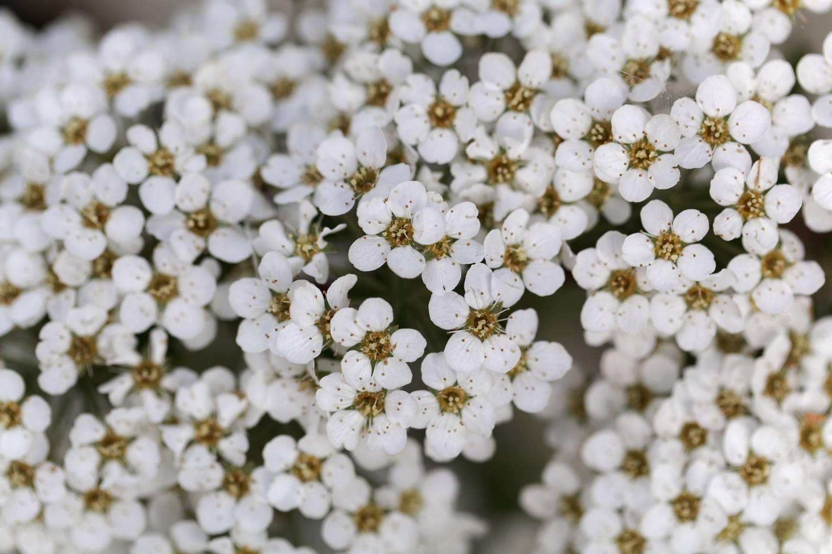 Hybridspirea 