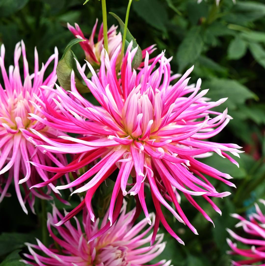 Dahlia Hollyhill Spiderwoman