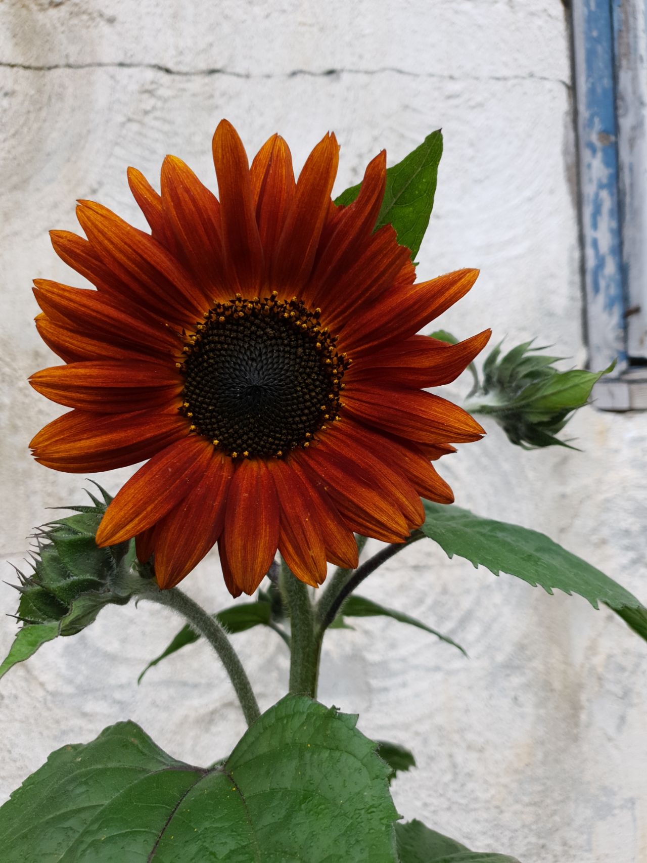 Solros Velvet Queen