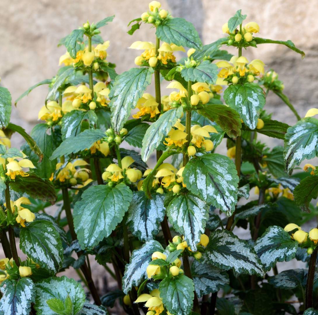 Berggulplister Florentinum