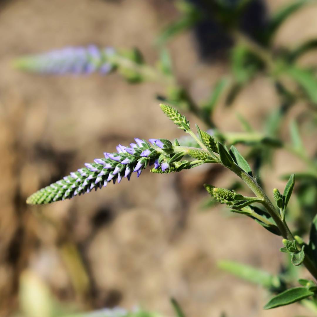 Axveronika Nana Blauteppich