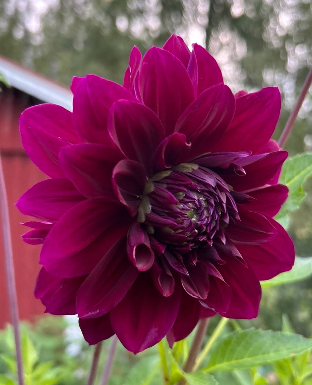 Dahlia Admiral Rawlings