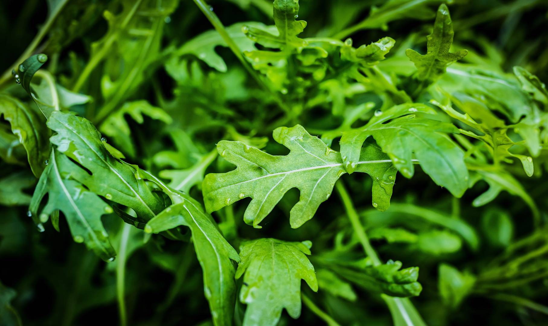Rucola 