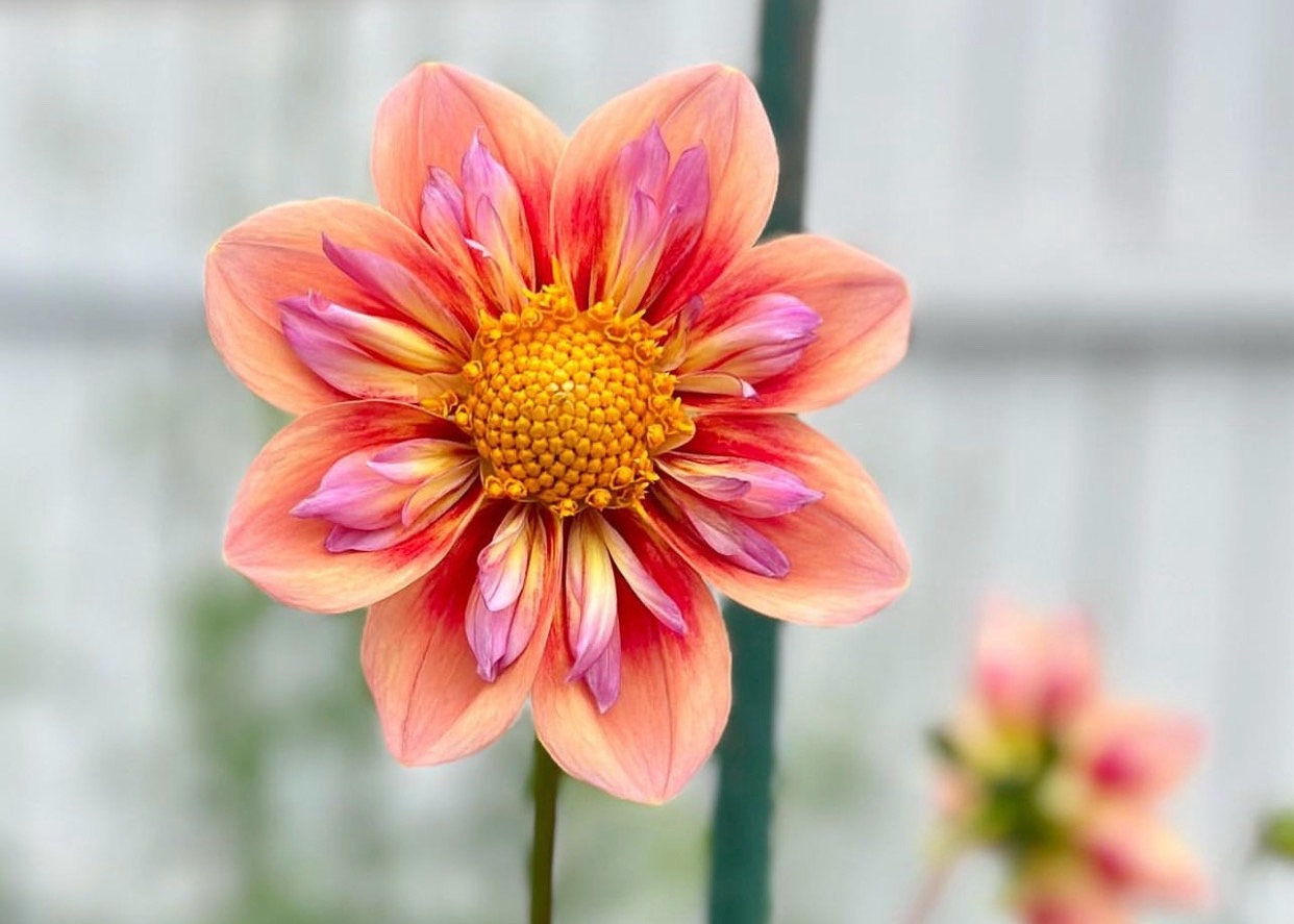 Dahlia Orange Hype