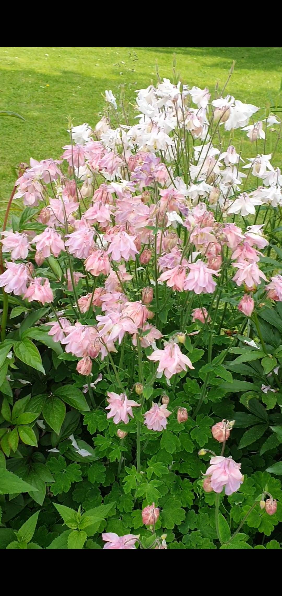 Oh!Garden Akleja Clementine Rose