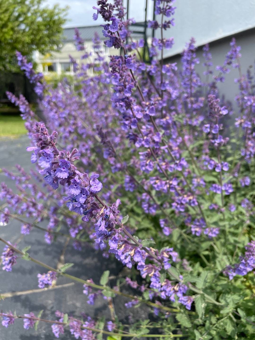 Hanna Liman Jacobsson