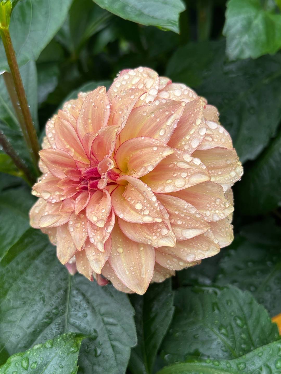 Dahlia KA's Mocha Katie