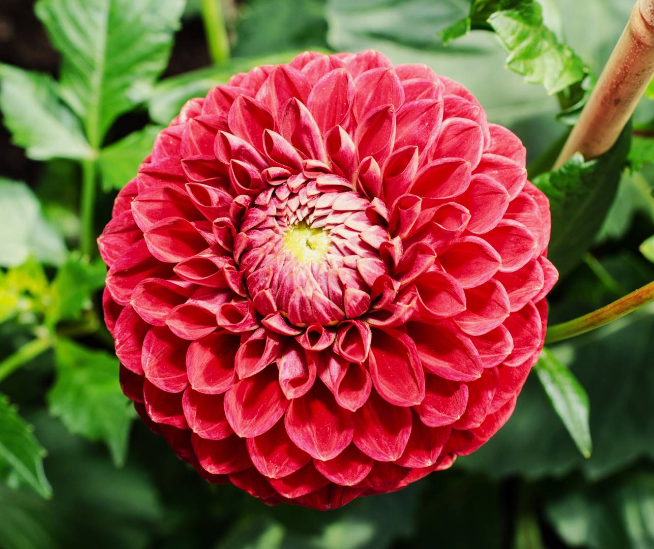 Dahlia Red Balloon