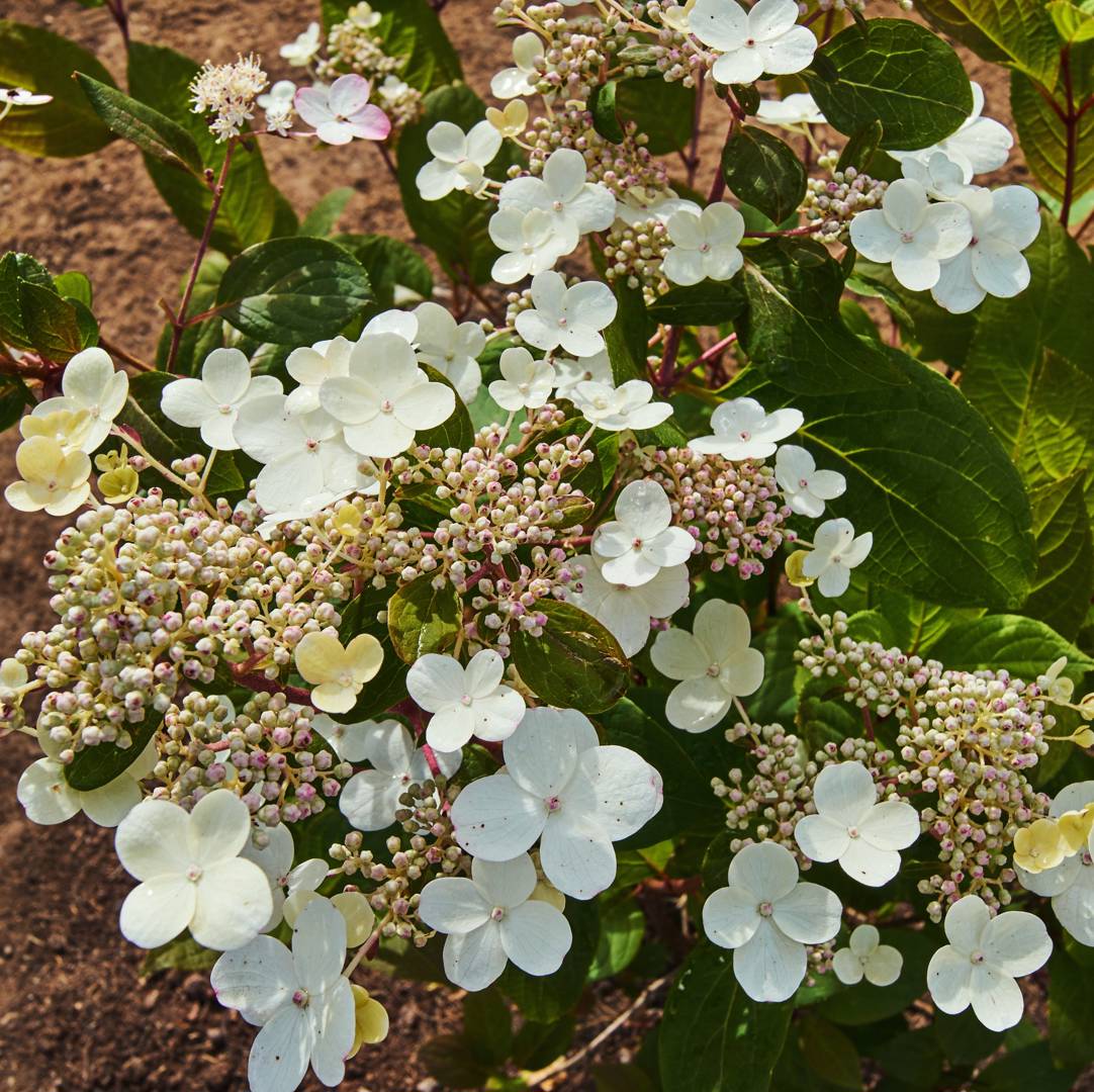 Syrenhortensia Early Sensation