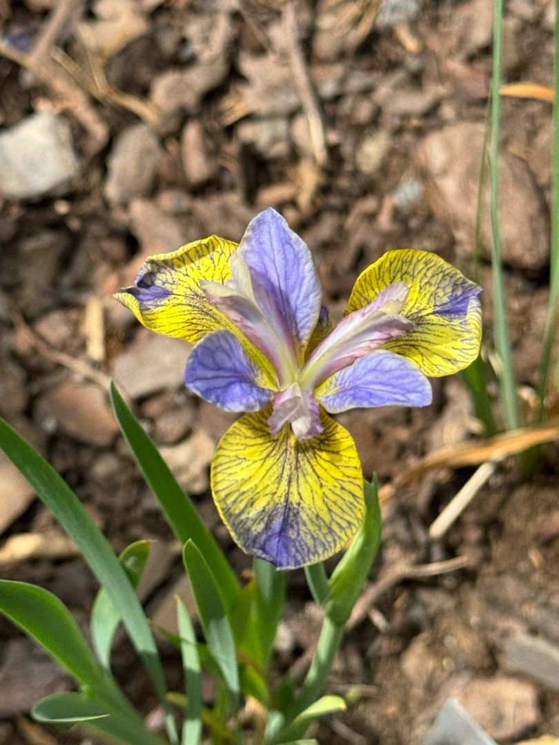 Oh!Garden - Strandiris Tipped in Blue