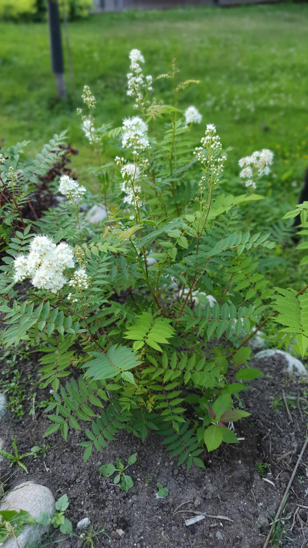 Liten Rönnspirea Maia