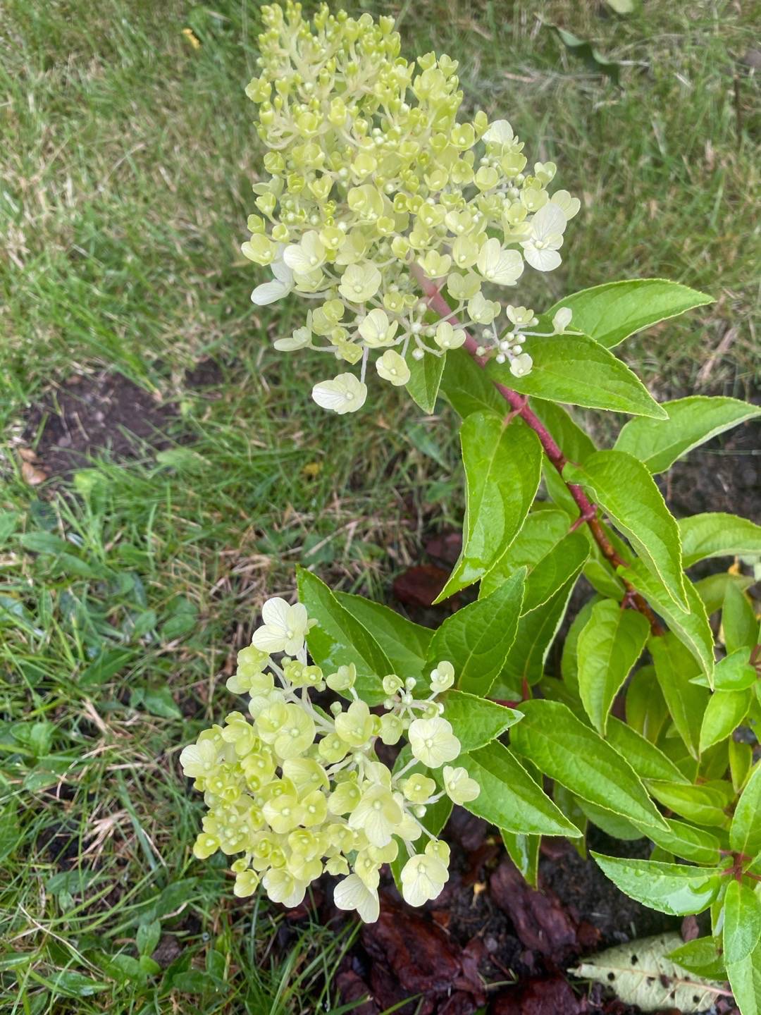 Syrenhortensia Living Strawberry Blossom