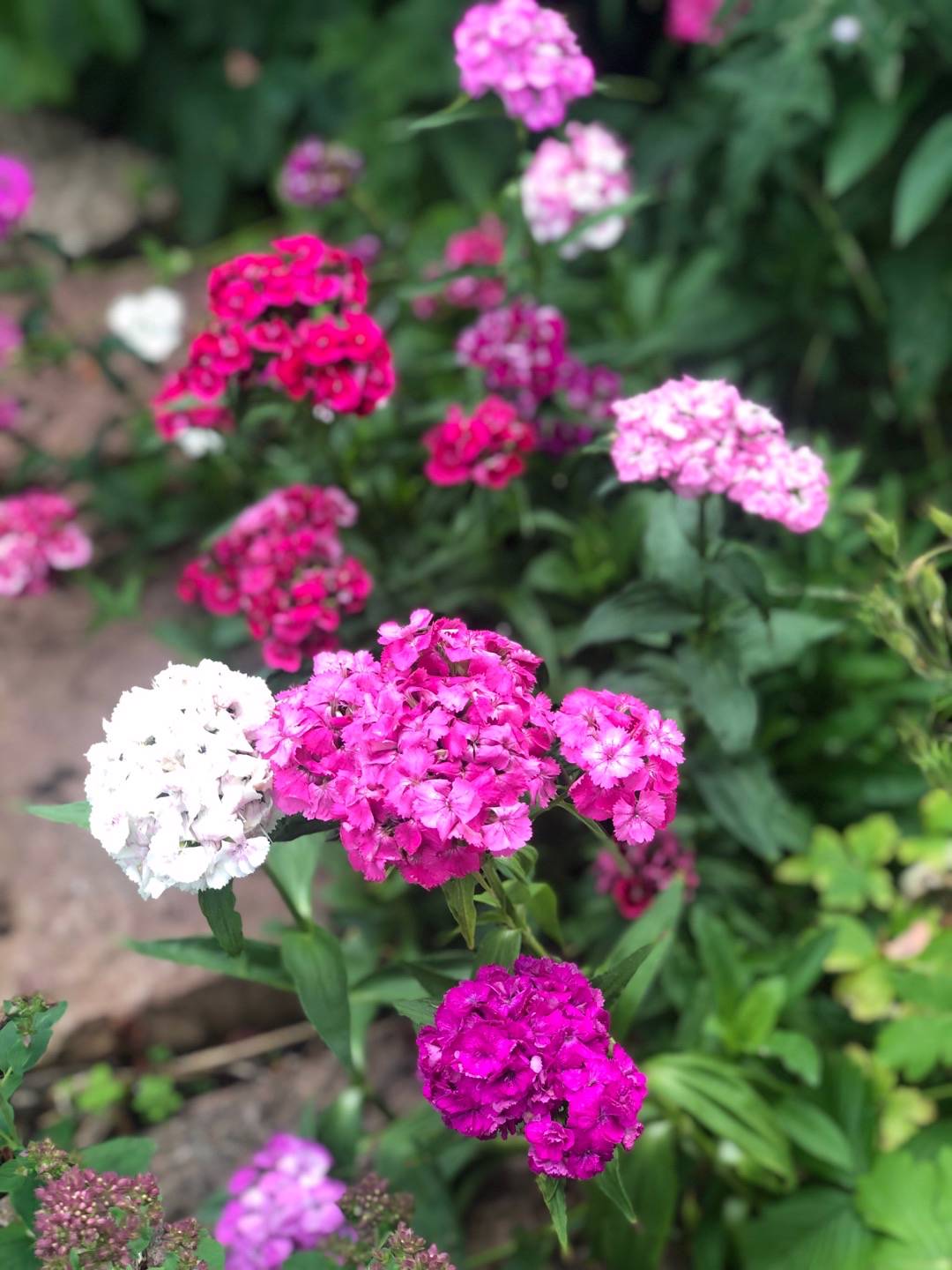 Rensättra trädgård