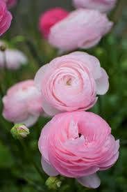 Ranunkel Mistral Rosa Chiaro