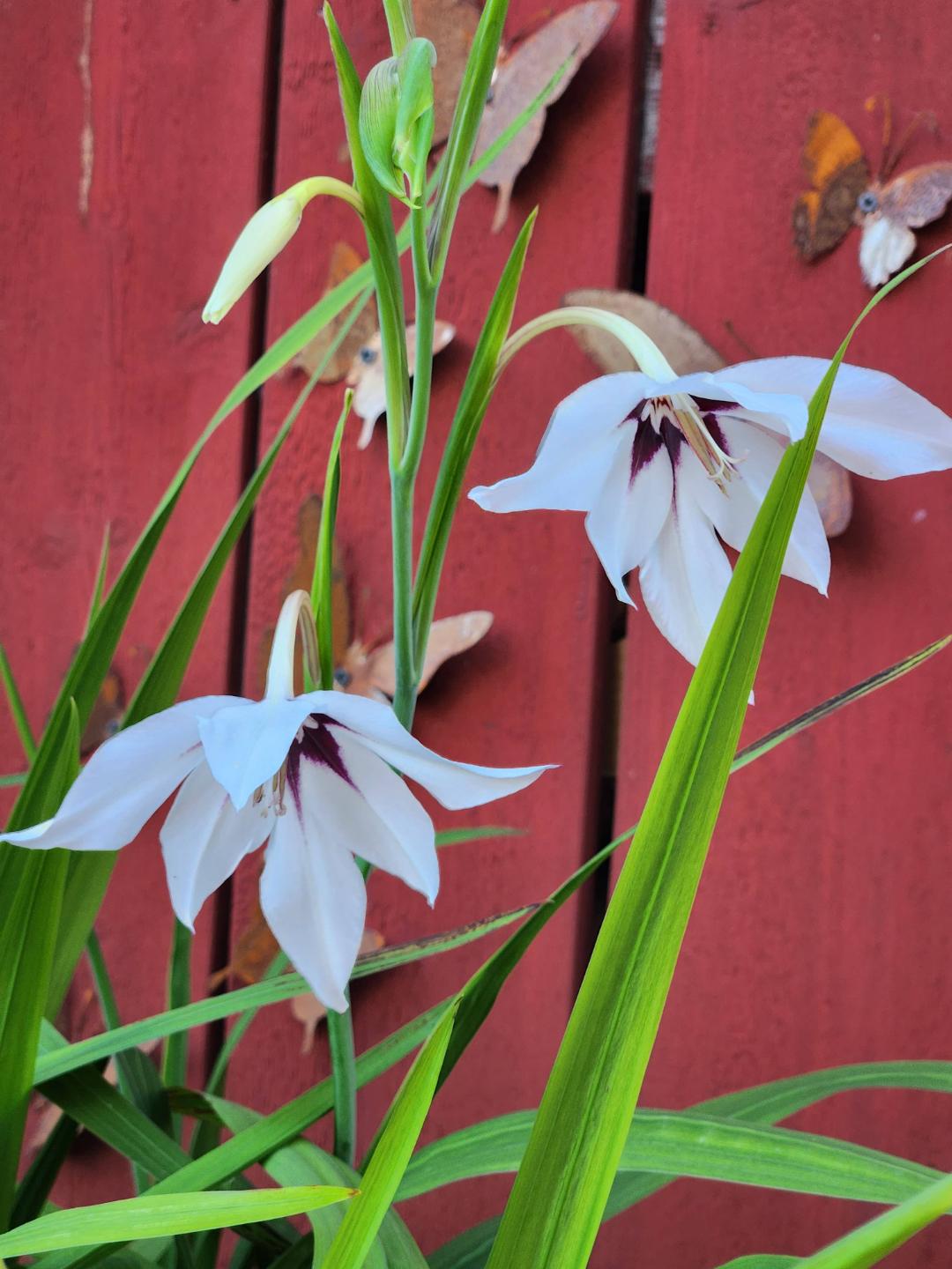 Skogssnårets trädgård