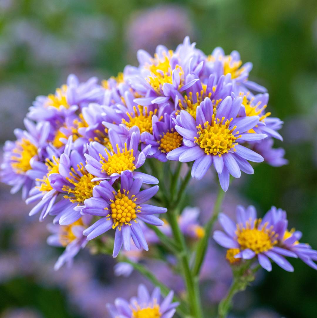 Aster tataricus 