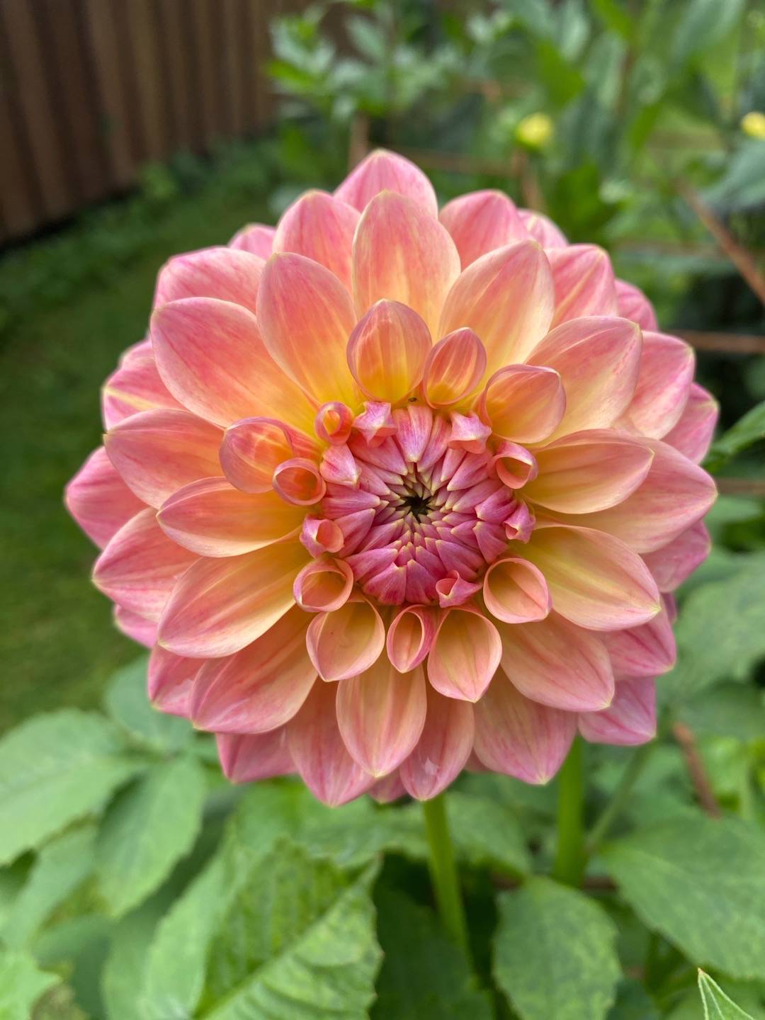 Dahlia Nathalie G