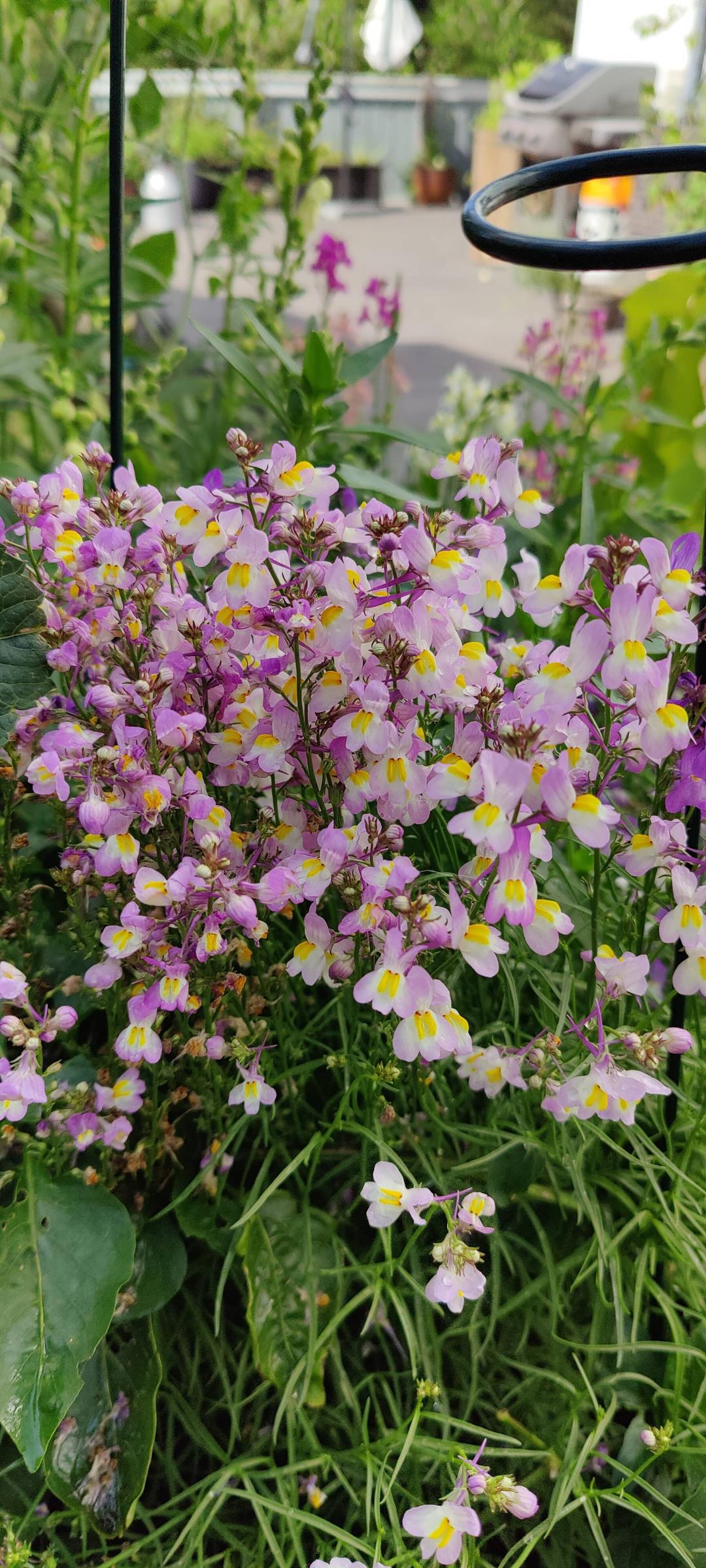 Färgsporre Fairy Bouquet