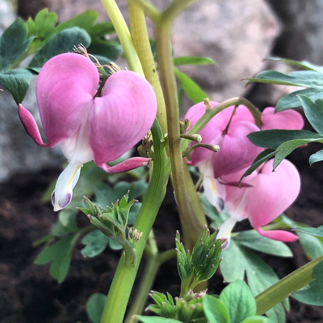Tyllagarden
