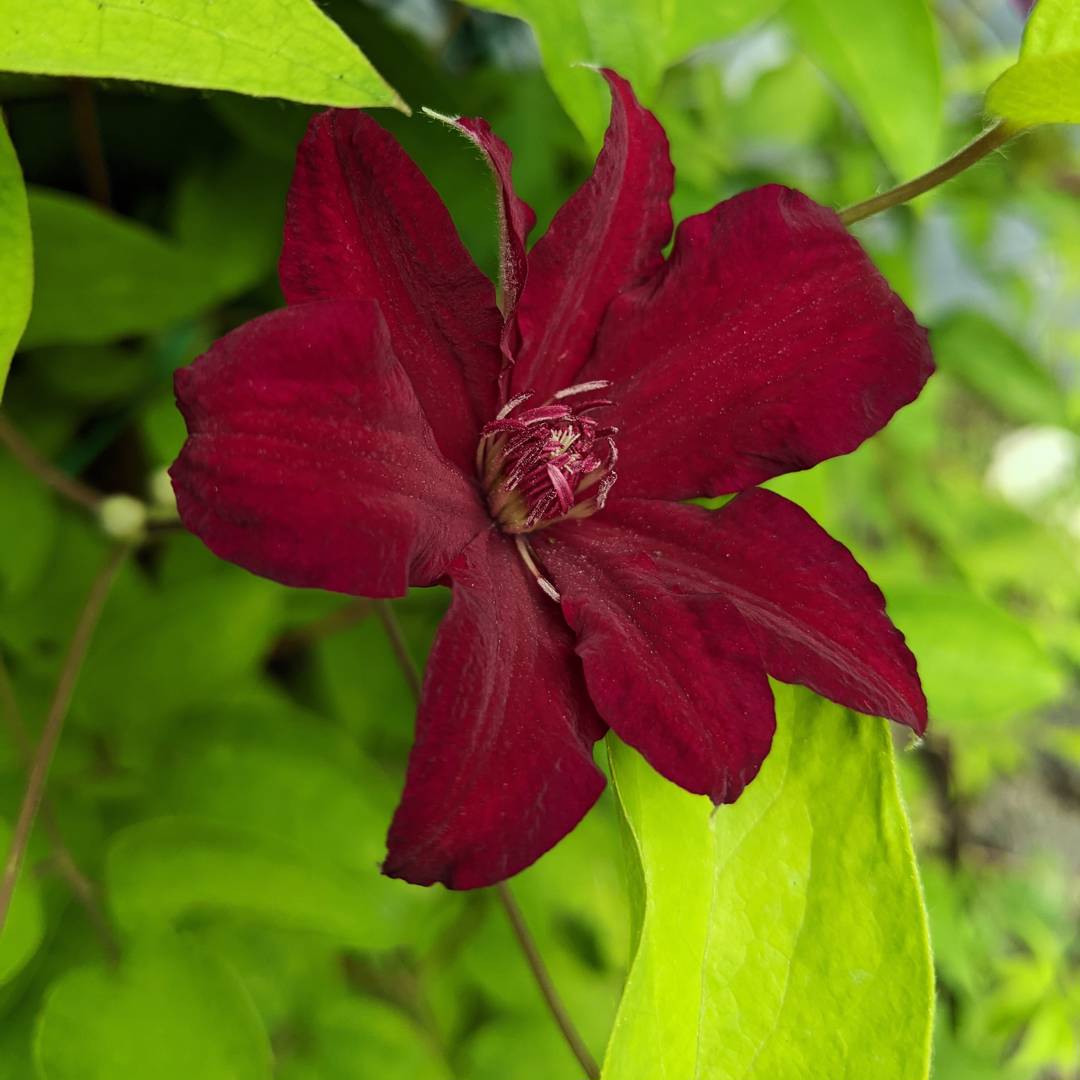 Klematis Perida