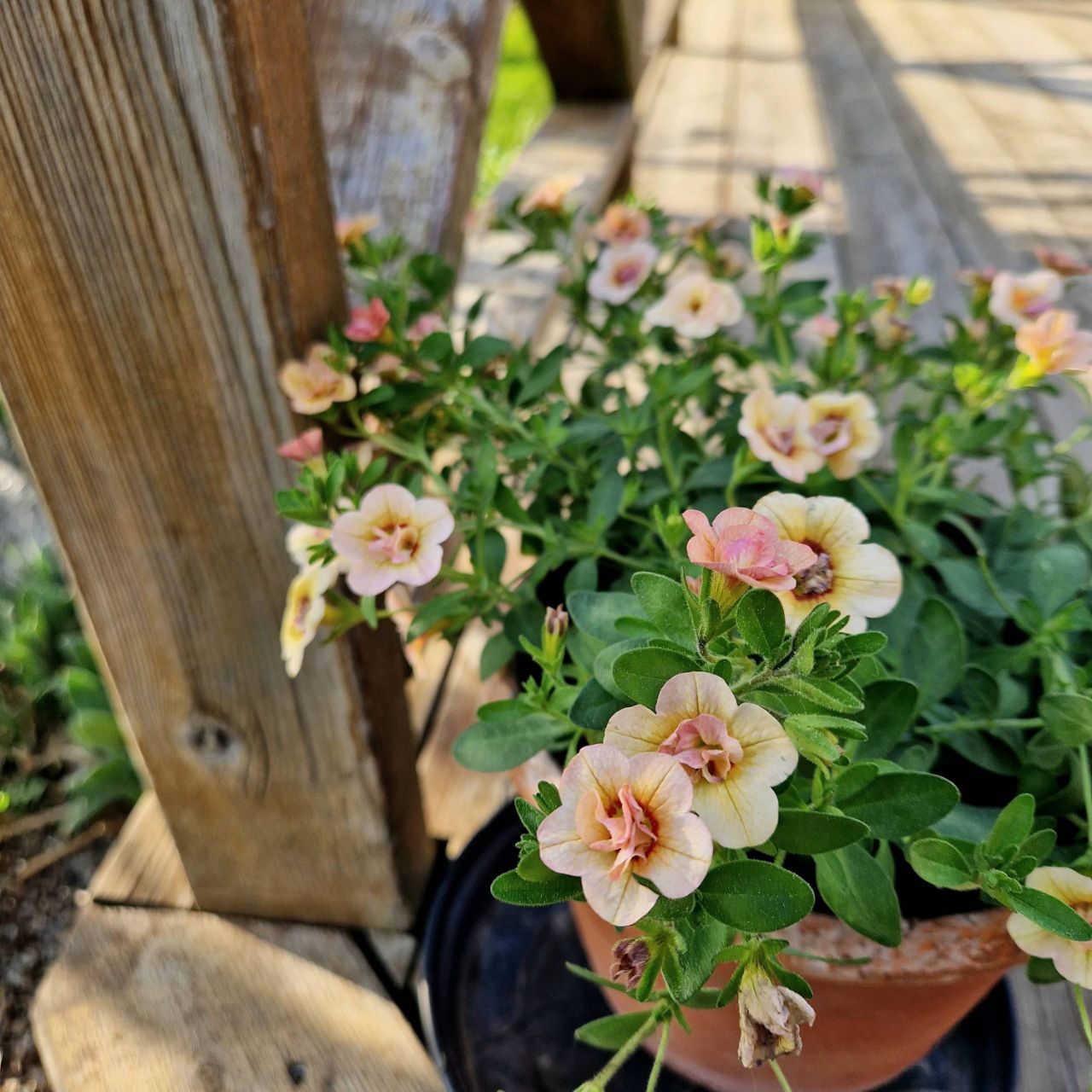 Minipetunia Double Mango